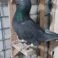 کفتر|پرنده|طرقبه, |دیوار