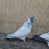 کبوتر|پرنده|باقرشهر, |دیوار