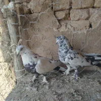 چینی بازی کن