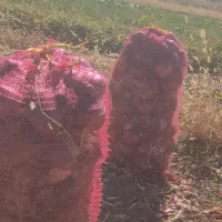 فروش پیاز قرمز|خوردنی و آشامیدنی|خاوه, |دیوار