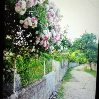 زمین مسکونی فروشی در دل روستای تالش