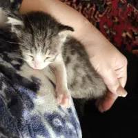 واگذاری رایگان بچه گربه|گربه|تبریز, |دیوار