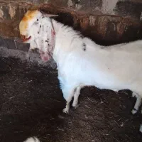 فروش نری پنجاب