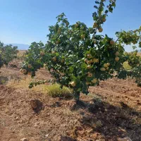 ۴۲هکتار باغ و زمین کشاورزی|فروش دفتر صنعتی، کشاورزی، تجاری|شاهین‌شهر, شهرک مطهری|دیوار