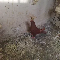 کفتر|پرنده|بروجرد, |دیوار