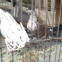 کفتر پرشی شمرون و قم|پرنده|اصفهان, کشاورزی|دیوار