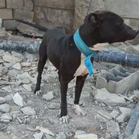 سگ پیتبول پیت بول نر|سگ|اصفهان, بهارستان|دیوار