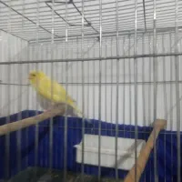 قناری نر  کوتاه بلند خون|پرنده|تهران, مسعودیه|دیوار