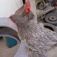 مرغ و خروس کوشین|حیوانات مزرعه|کازرون, |دیوار