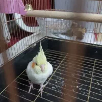 قفس با عروس ماده