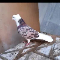 کبوتر شازده سرور