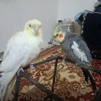 سه عدد عروس هلندی یک عددمرغ مینا