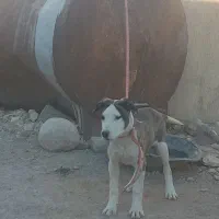 توله  ۴ ماهه