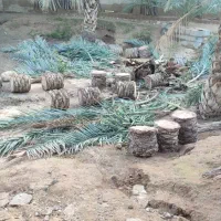 برش نخل و قطع نخل در استان و خارج از استان رایگان