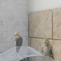 فروش یک جفت عروس هلندی کار داده|پرنده|شیراز, کرونی(خاتونک)|دیوار