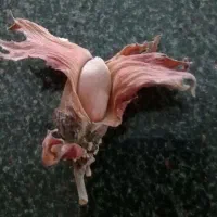 نهال فندق قرمز|گل و گیاه طبیعی|نشتارود, |دیوار