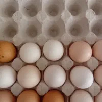 تخم‌مرغ‌نطفه‌دار