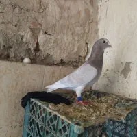 مجسمه دو کبوتر