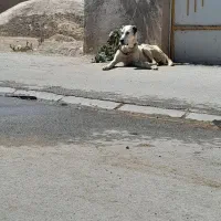 سگ ماده|سگ|پیشخور, |دیوار