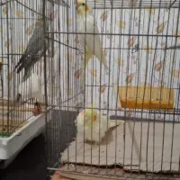 دو عدد عروس هلندی لوتینو نرو ماده و دو عددگل باقال|پرنده|رشت, کوی حسینی|دیوار