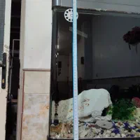 اکواریوم|ماهی|قم, ولیعصر|دیوار