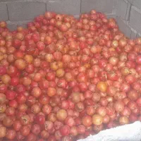 انار خطی