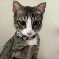 واگذاری گربه با لوازم و شناسنامه