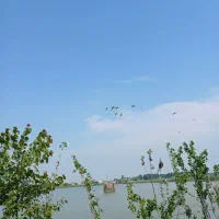 اردک رشتی پروازی مولد تخم گذار ب شرط
