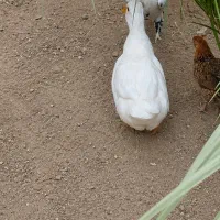 اردک