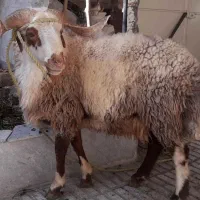 ذبح گوسفند پذیرش میشه