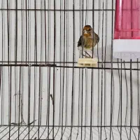 سهره قناری ۵ ماهه زیر دهن فتاح بوده