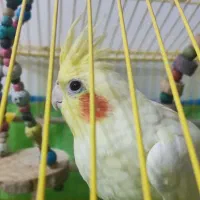 عروس هلندی پخ|پرنده|شفت, |دیوار