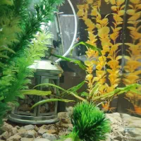 اکواریم  کارخانه ای فروش فوری