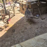 بوقلمون کرک اماده اماده