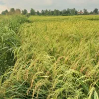 فروش برنج هاشمی