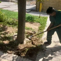 هرس درختان کاشت کودهی واکاری|خدمات باغبانی و درختکاری|تهران, سبلان (لشگر)|دیوار