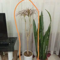 گل طبیعی آپارتمانی