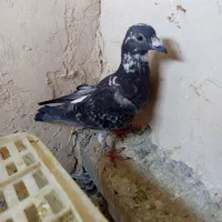 کفتر بوم معاوضه و فروش|پرنده|چناران, |دیوار