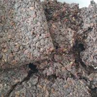 کشمش آفتابی|خوردنی و آشامیدنی|بجنورد, |دیوار