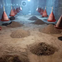 فروش کود مرغ