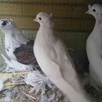 کبوتر راعبی|حیوانات مزرعه|شاهین‌شهر, گرگاب|دیوار