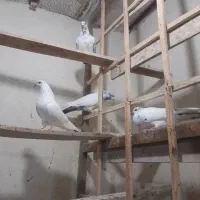 فروش کبوتر های جفت درجه یک با پریدن ۵ تا ۶ساعت نیم|پرنده|سیستان, |دیوار