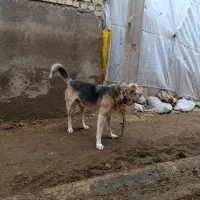 سگ گله ای زرنگ|سگ|ایجرود, |دیوار