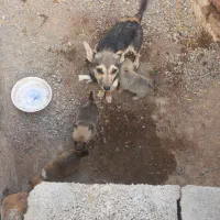 واگذاری پاکوتا