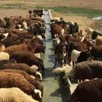 گوسفند فروشی ارزان کده با بهترین نژادهای گوشتی