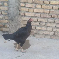 مرغ لاری|حیوانات مزرعه|سنقر, |دیوار