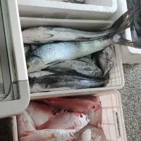 سلام انواع ماهی دریایی بوشهر رسید|ماهی|یزد, |دیوار