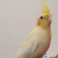 گم شدن طوطی هلندی