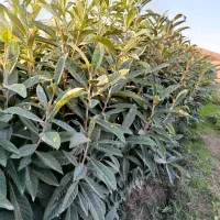 پالانیا ازگیل انار|خدمات باغبانی و درختکاری|دلند, |دیوار