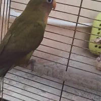 طوطی کوتوله